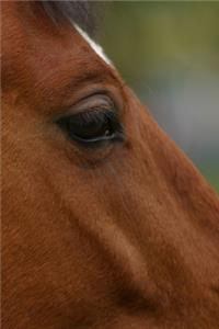2020 Weekly Planner Horse Photo Equine Bay Horse Closeup 134 Pages