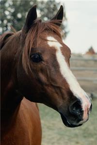 2020 Weekly Planner Horse Photo Equine Arabian Pasture 134 Pages