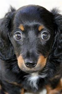 My Dachshund