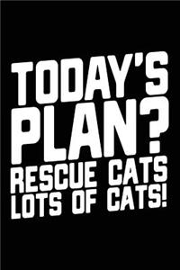 Today's Plan? Rescue Cats Lots of Cats!