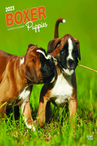 Boxer Puppies 2023 Square
