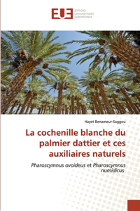 cochenille blanche du palmier dattier et ces auxiliaires naturels