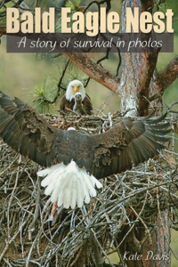 Bald Eagle Nest