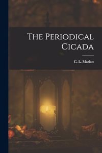 Periodical Cicada