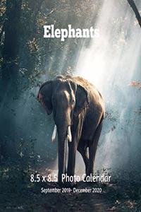 Elephants 8.5 X 8.5 Calendar September 2019 -December 2020
