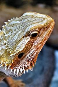 Bearded Dragon Lizard Close-Up Journal