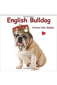 English Bulldog * Hottest XXL-Models 2017