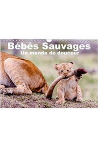 Bebes Sauvages - Un Monde De Douceur 2018