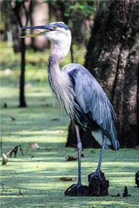 Great Blue Heron Journal