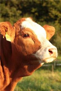 Portrait of a Brown and White Cow Journal
