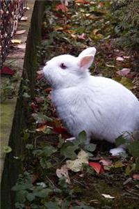 Precious White Bunny Rabbit Journal