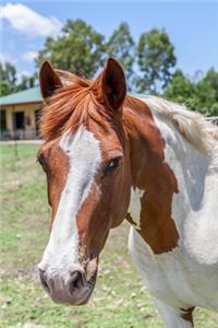 Awesome Paint Horse Portrait Journal