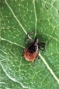 Arachnid Journal Deer Tick Arachnology