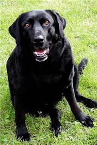 Black Labrador Lab Retreiver Dog Sitting Journal