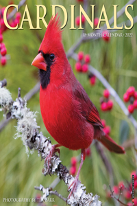 Cardinals 2022 Wall Calendar (Birds)