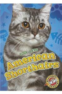 American Shorthairs