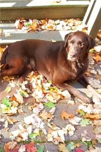 2020 Daily Planner Chocolate Lab Dog Labrador Retriever Outside Fall 388 Pages