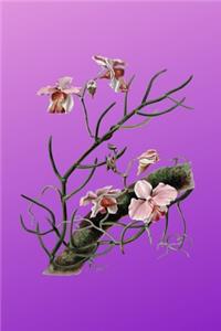 Meine Orchideensammlung