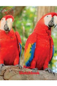 Macaw Sketchbook