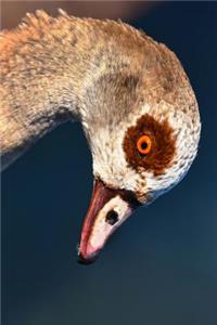 Egyptian Nile Goose Profile Journal