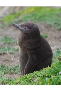 Baby Penguin