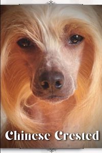 Chinese Crested