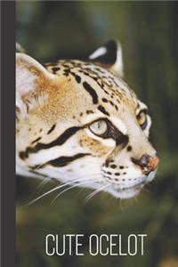 cute ocelot