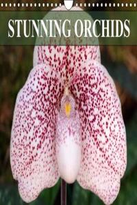 Stunning Orchids 2018