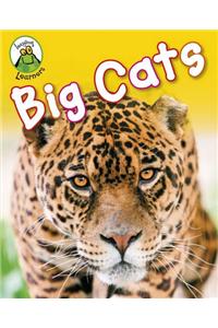 Big Cats