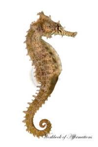 Seahorse Workbook of Affirmations Seahorse Workbook of Affirmations: Bullet Journal, Food Diary, Recipe Notebook, Planner, to Do List, Scrapbook, Academic Notepad