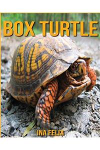 Box Turtle