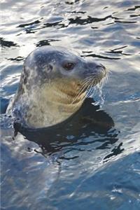 Portrait of a Sea Lion Journal