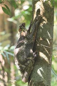 Colugo or Flying Lemur Journal