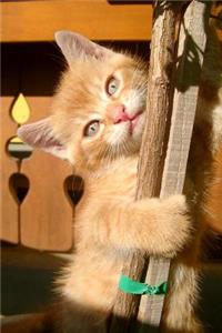 Climbing Orange Tabby Kitten Journal