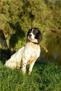 English Springer Spaniel