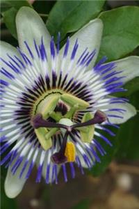 Blue Passion Journal