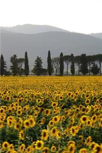 Summer Sunflowers in a Meadow in Tuscany Italy Journal