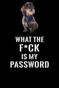 What The F*CK Is My Password, Wirehaired Dachshund