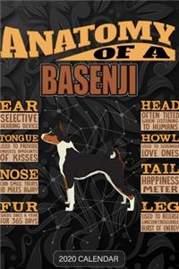 Anatomy Of A Basenji