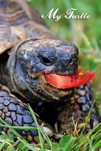My Turtle