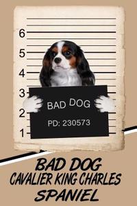 Bad Dog Cavalier King Charles Spaniel