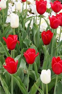 Red and White Tulip Garden in Springtime Journal