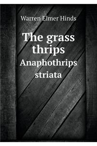 The Grass Thrips Anaphothrips Striata