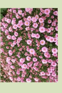 Pink Mums 2014 Weekly Calendar