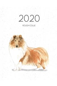 2020 Rough Collie
