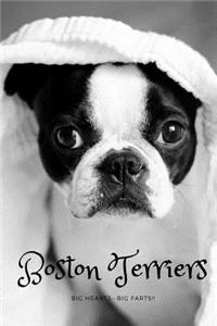 Boston Terrier