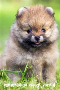 Pomeranian Puppy Journal