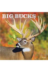 Big Bucks 2020 Square Plato Foil