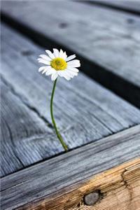 Daisy Growing from the Wood Pier Flower Journal: 150 Page Lined Notebook/Diary