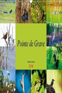 Pointe de Grave - Faune des marais 2018